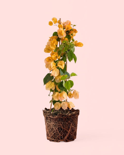 Buganvília Laranja - Bougainvillea L