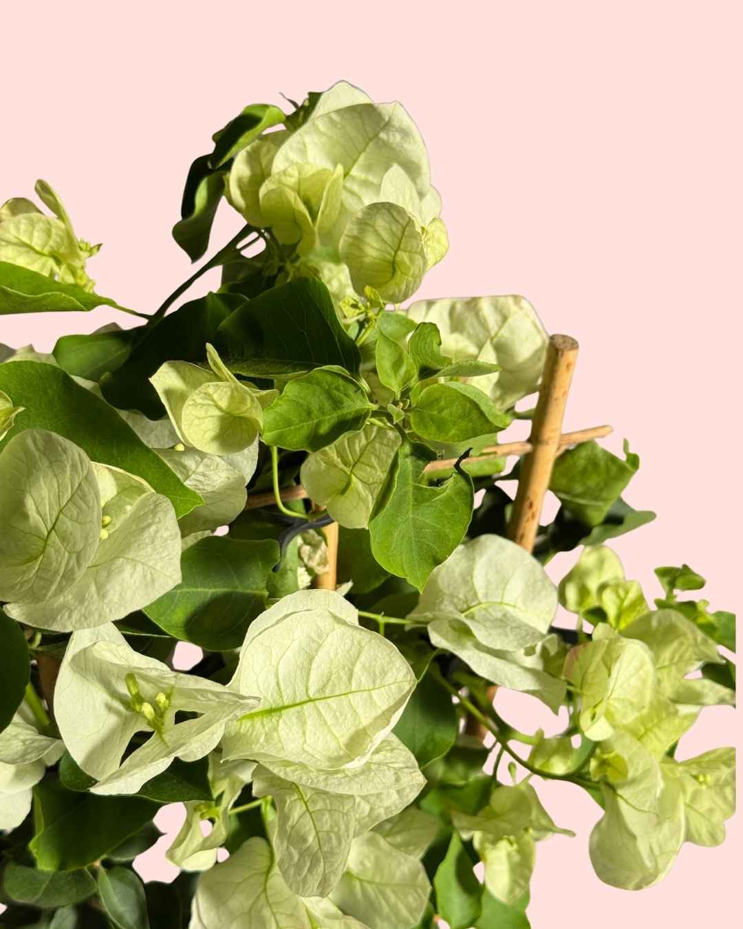 Buganvilla Blanca - Bougainvillea M - Pur Plant