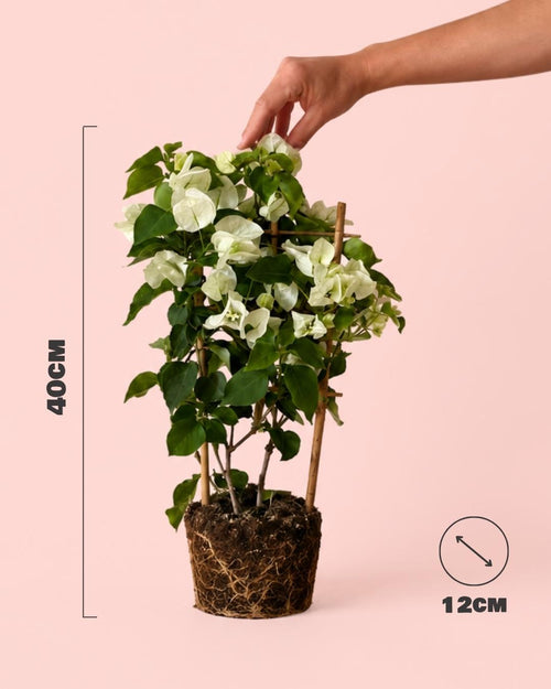 Buganvilla Blanca - Bougainvillea M - Pur Plant