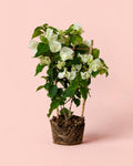 Buganvília Branca - Bougainvillea M