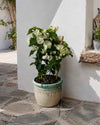 Buganvilla Blanca - Bougainvillea M - Pur Plant