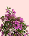 Buganvília roxa - Bougainvillea L