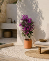 Buganvília roxa - Bougainvillea L