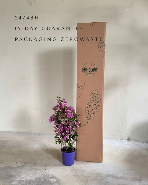 Buganvília roxa - Bougainvillea L