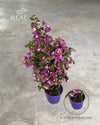 Buganvília roxa - Bougainvillea L