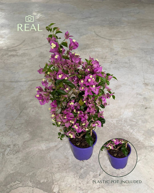 Buganvília roxa - Bougainvillea L