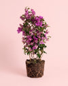 Buganvília roxa - Bougainvillea L