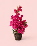 Buganvília Rosa - Bougainvillea L