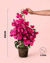 Buganvilla Rosa - Bougainvillea L - Pur Plant