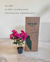 Buganvilla Rosa - Bougainvillea M - Pur Plant