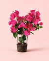 Buganvilla Rosa - Bougainvillea M - Pur Plant