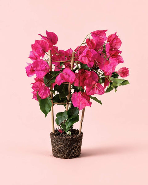 Buganvília Rosa - Buganvília M