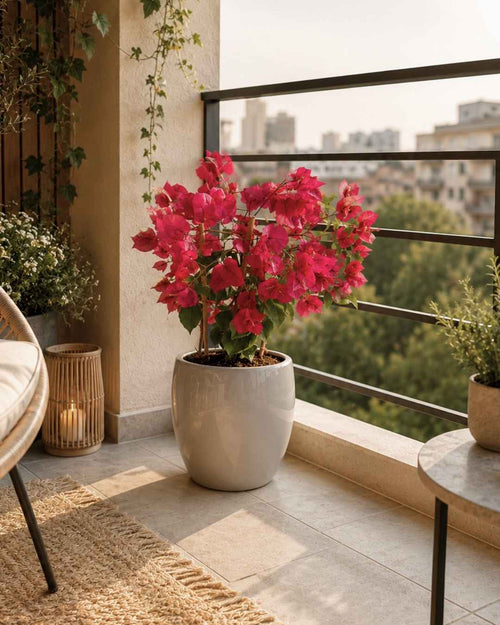 Buganvilla Rosa - Bougainvillea M - Pur Plant