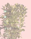 buxus_arbusto_care