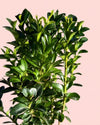 buxus_arbusto_detail