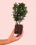 Boj Común - Buxus Sempervirens Mini