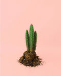 Cato Cereus Forbesii M