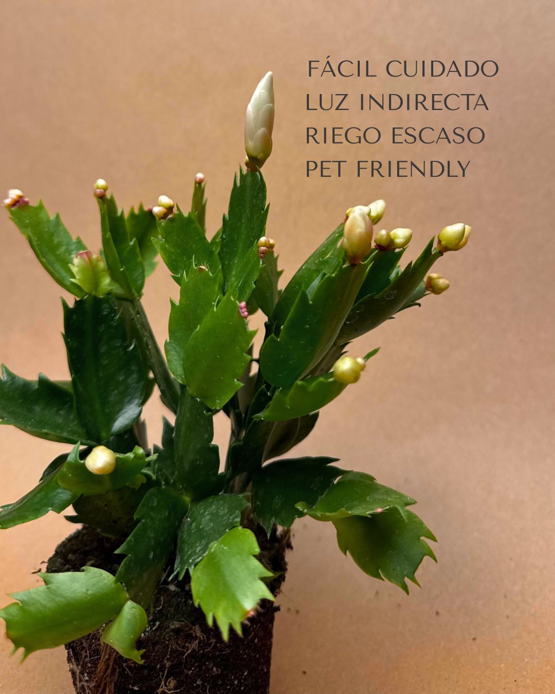 Cactus de Navidad Blanco Mini - Pur Plant