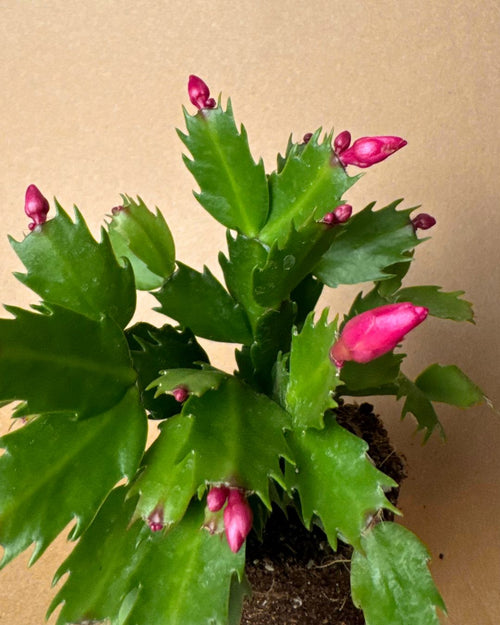 Cactus de Navidad Rosa Mini - Pur Plant