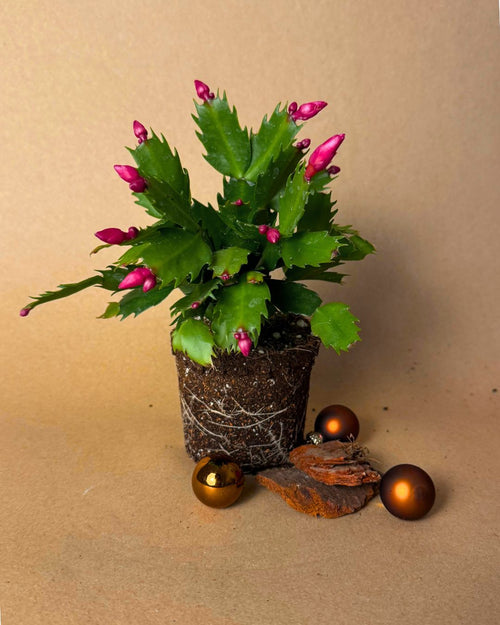 Cactus de Navidad Rosa Mini - Pur Plant