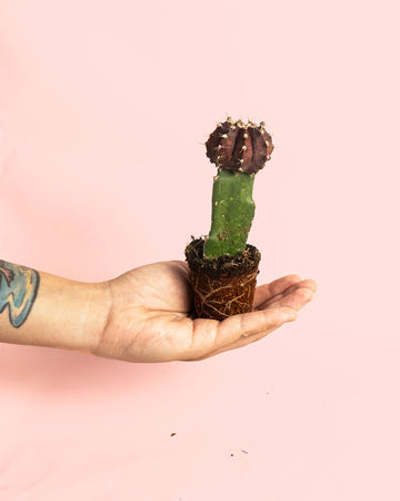 Cato Gymnocalycium Japan Dark Mini
