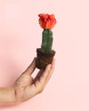 Cactus Gymnocalycium Japan Pink Mini - Pur Plant