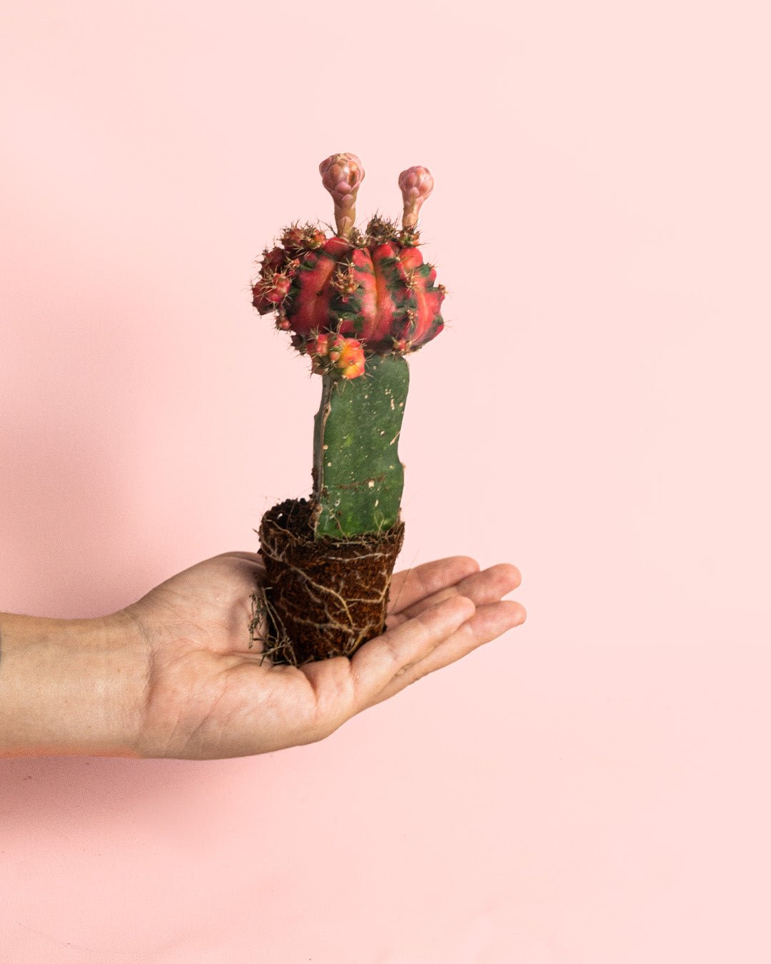 Cactus Gymnocalycium Japan Variegada Mini - Pur Plant