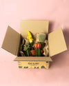 Cactus Mix Mini Box M - Pur Plant