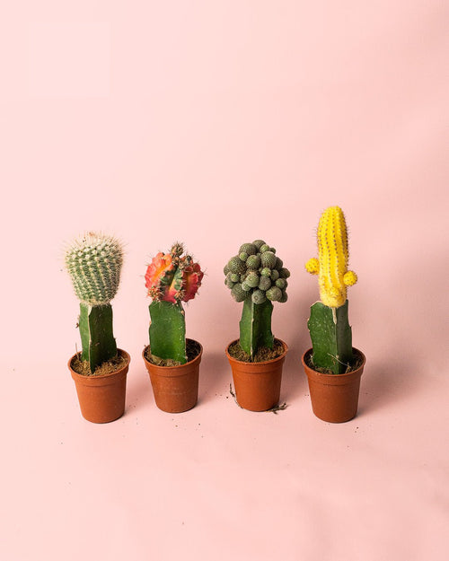 Cactus Mix Mini Box M - Pur Plant