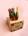Cactus Mix Mini Box M