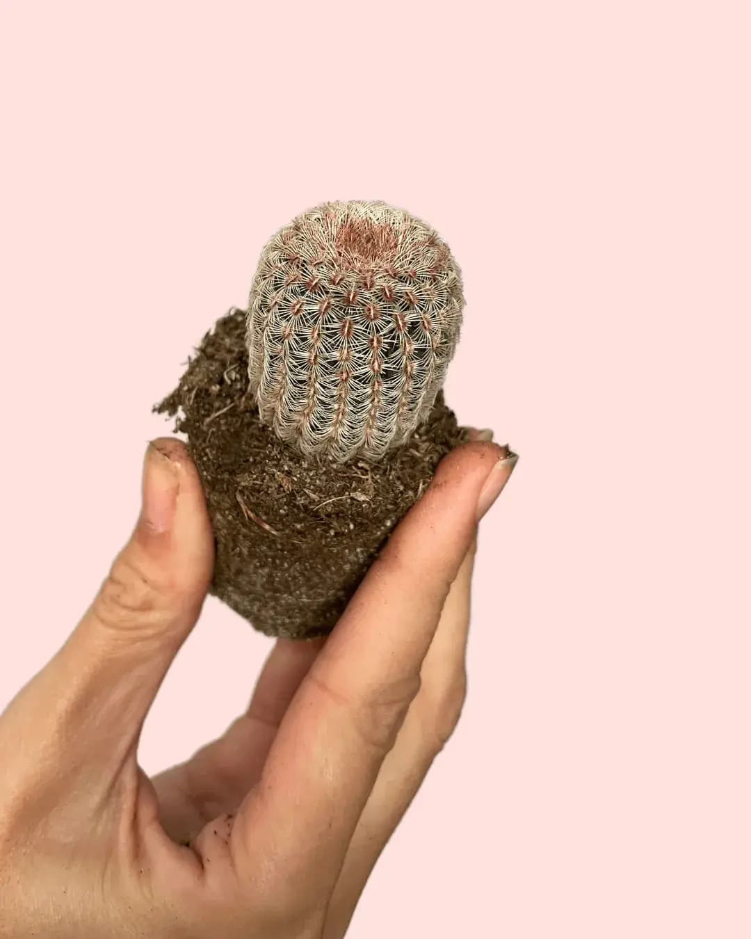 Cactus Rosa Mini - Pur Plant