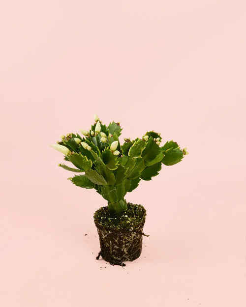 cactus_navidad_blanco
