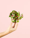 Caladium Casey Mini - Pur Plant
