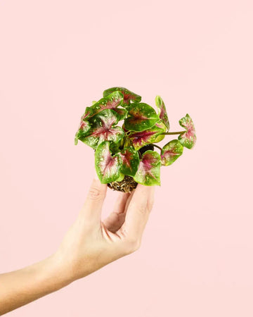 Caladium Casey Mini