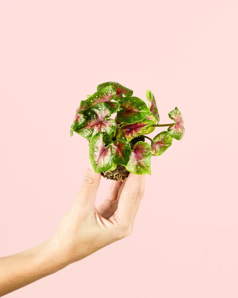 Caladium Casey Mini