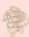 caladium-casey-mini-care