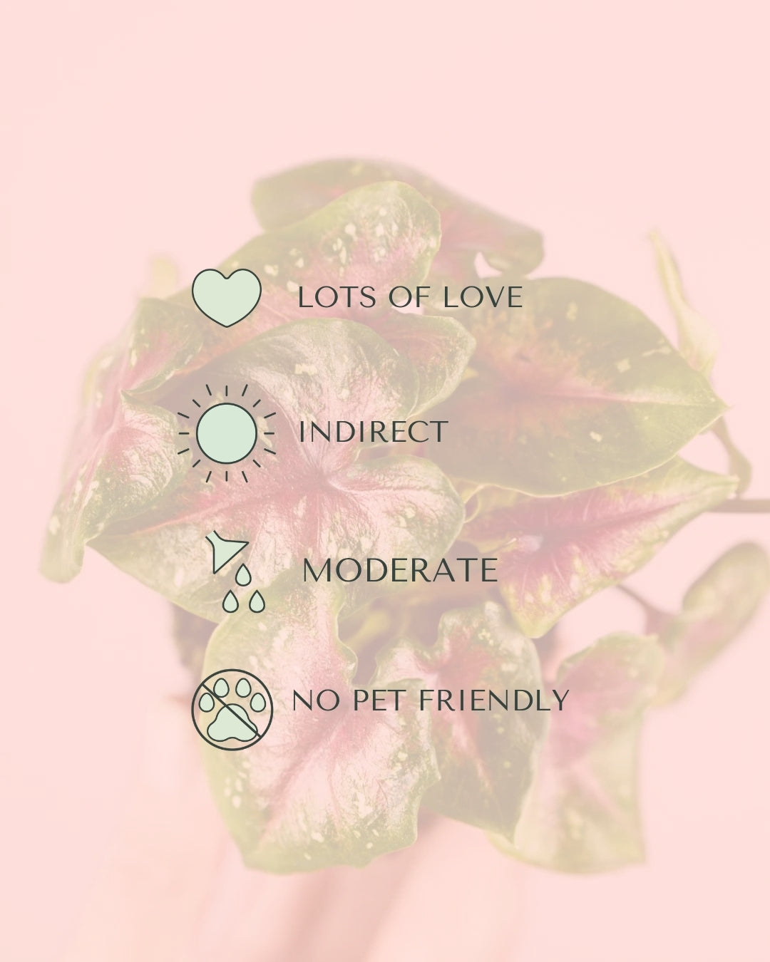 caladium-casey-mini-care