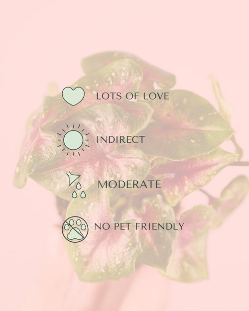 caladium-casey-mini-care