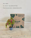 caladium-casey-mini-packaging