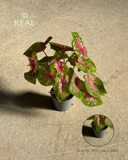 caladium-casey-mini-real