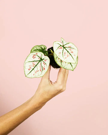 Caladium Kelly Mini