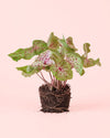 Caladium Miss Muffet M - Pur Plant