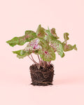 Caladium Miss Muffet M