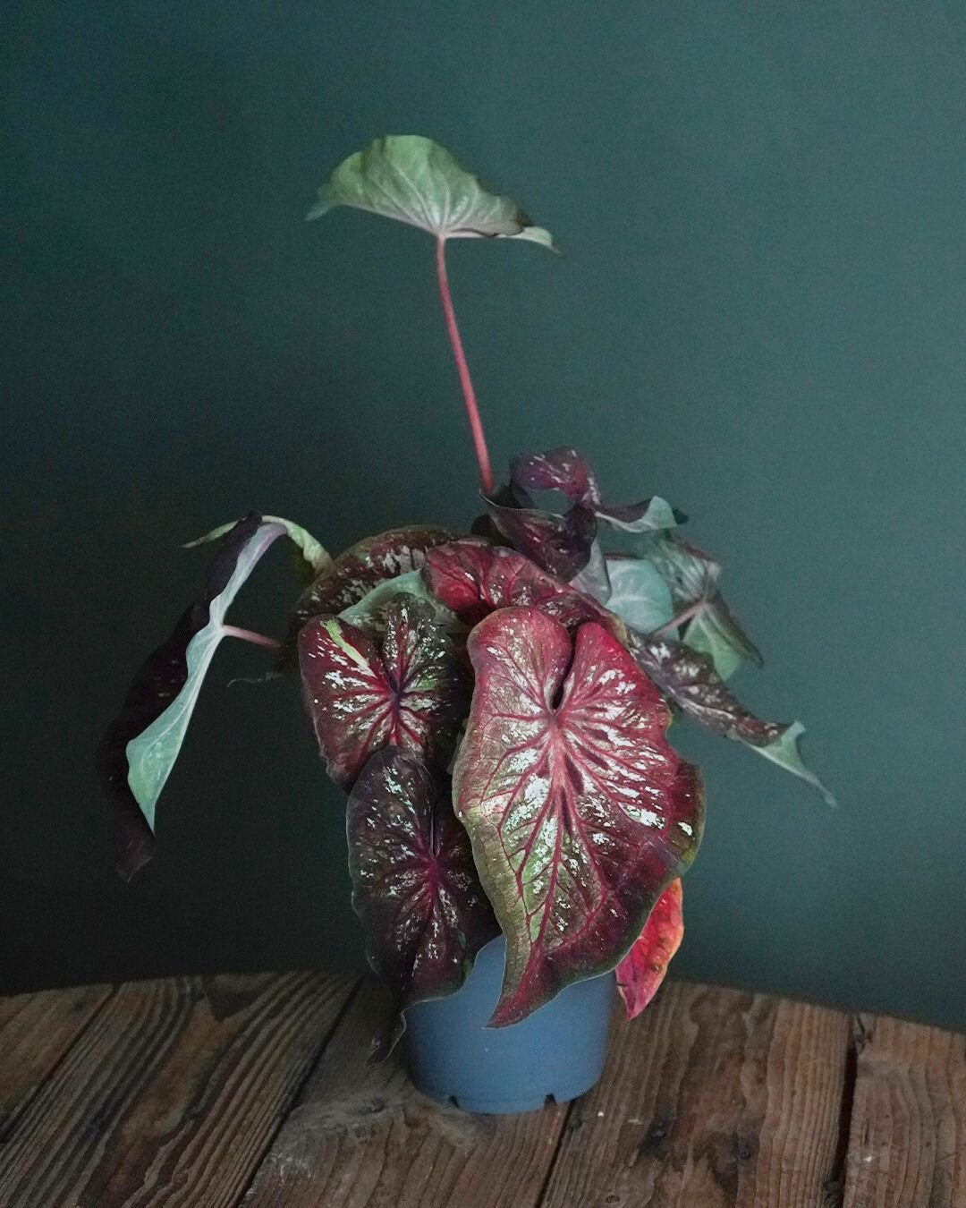 Caladium Pink M - Pur Plant
