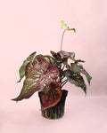 Caladium Rosa M