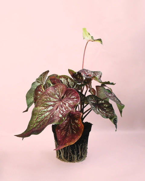 Caladium Rosa M