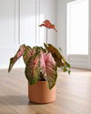 Caladium Pink M - Pur Plant