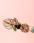 Caladium Rosa Mini