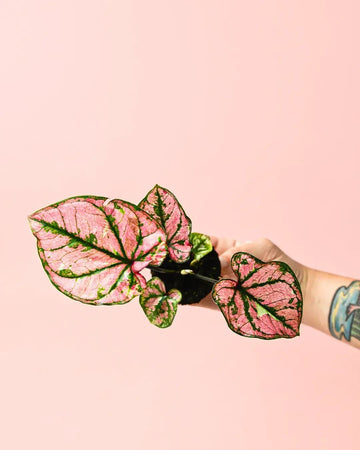 Caladium Rosa Mini
