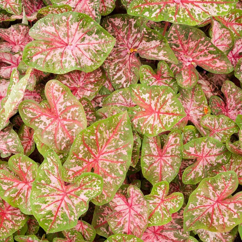 Tipos de Caladium